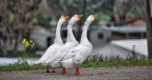 Grippe aviaire