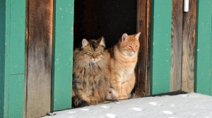 Vente des animaux en animalerie