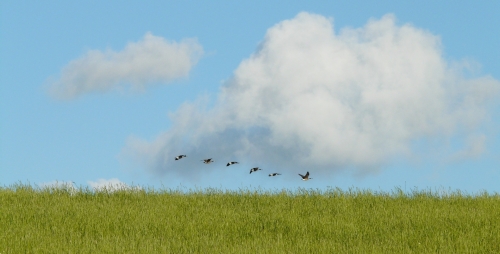 Reprise partielle du transport d&#039;oiseaux