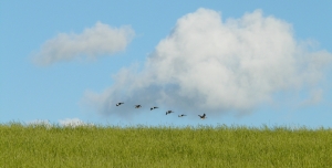 Reprise partielle du transport d&#039;oiseaux