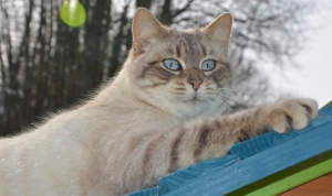 Maintien de l&#039;ouverture des animaleries