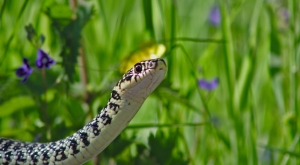 Reprise du transport des reptiles