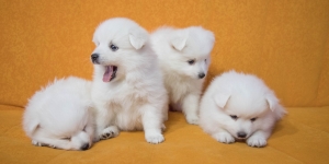 Vente des chiots et des chatons