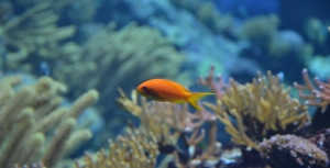 Reprise du transport des poissons