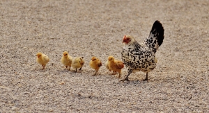 Evolution de la grippe aviaire en France