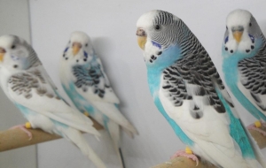 Vente d&#039;oiseaux en animalerie