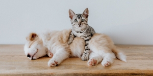 Lutte contre les abandons d&#039;animaux