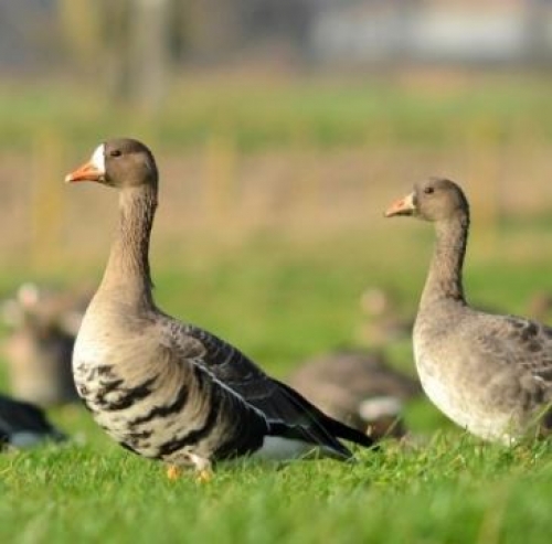 Bulletin de veille sanitaire internationale en santé animale pour la semaine du 2 au 8 août
