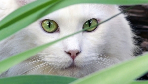 Lutte contre la maltraitance animale